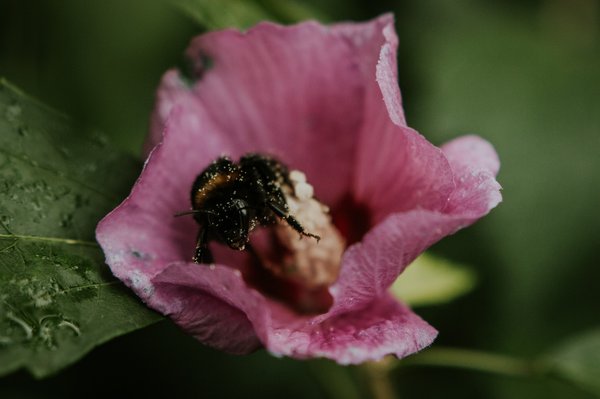 Comment préparer votre jardin pour accueillir des abeilles et favoriser la pollinisation ?