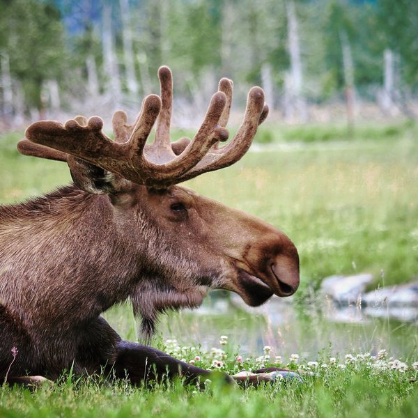 Découvrez l'univers des bulles : un guide complet pour débuter